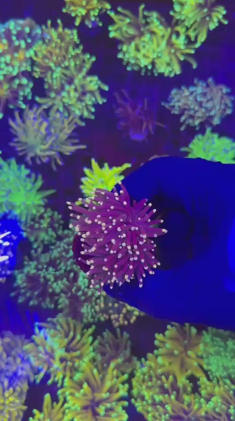 Dark knight torch (Euphyllia glabrescens)