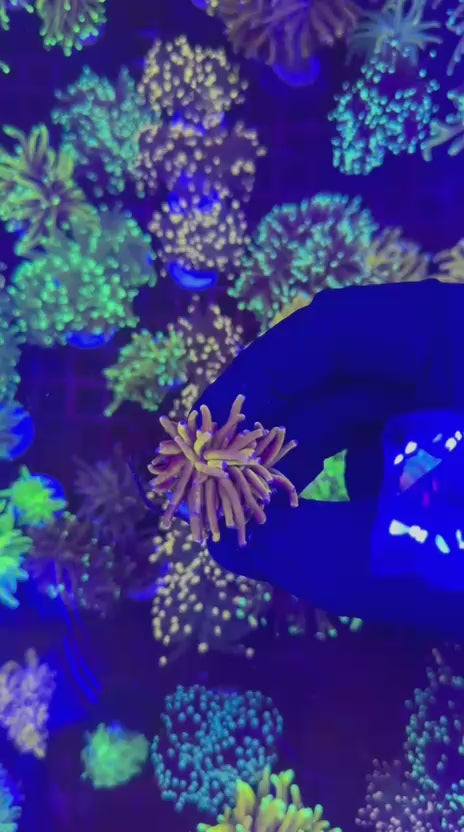 24k gold torch (Euphyllia glabrescens)