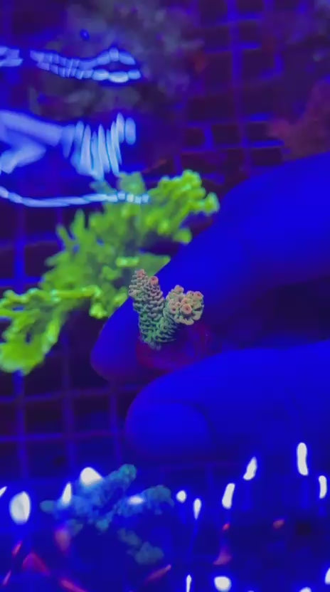 Acropora hyacinthus rainbow