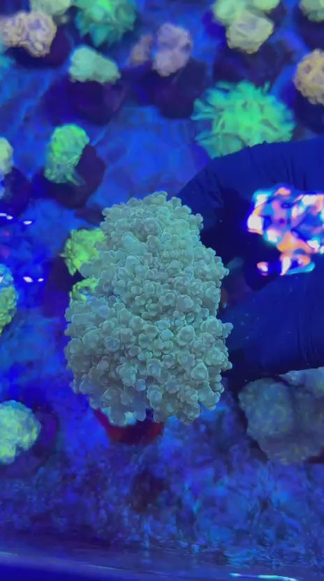 Stranger yaeya (Euphyllia yaeyamaensis)