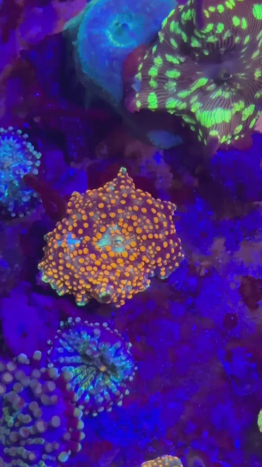 Interstellar mushroom