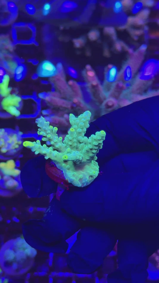 Tricolor tort Frag (Acropora tortuosa)