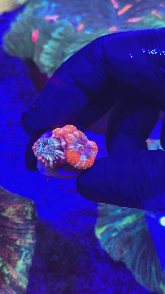Combo Acans (Acanthastrea lordhowensis)