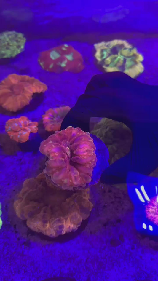 Red & gold spotted cyna( Cynarina lacrimalis )