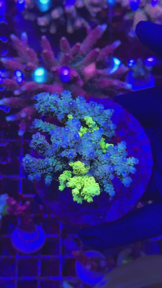 Combo tenuis colony (Acropora tenuis)