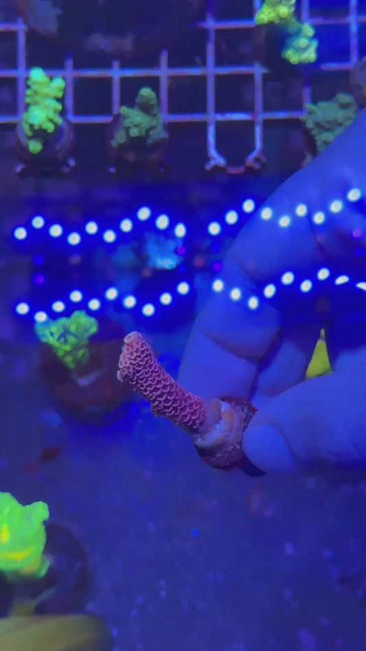 Phantom milly ( Acropora millepora )