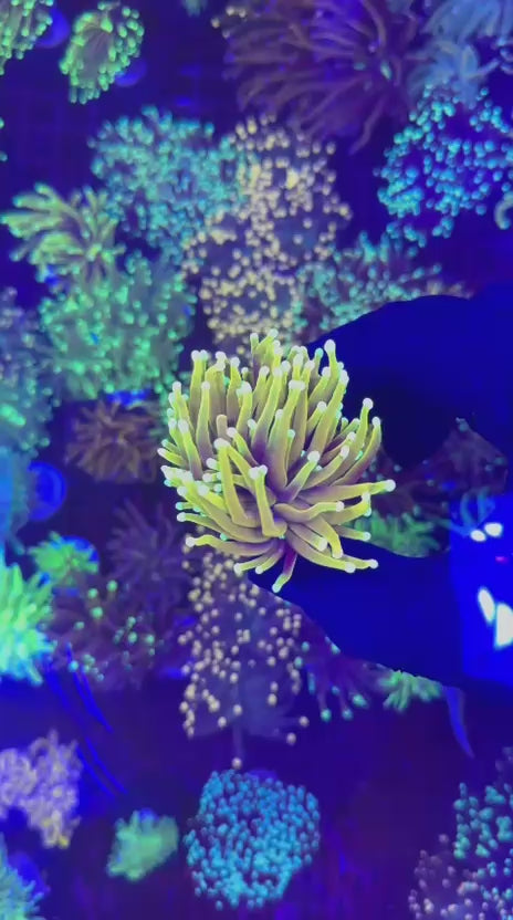 Jester torch (Euphyllia glabrescens)