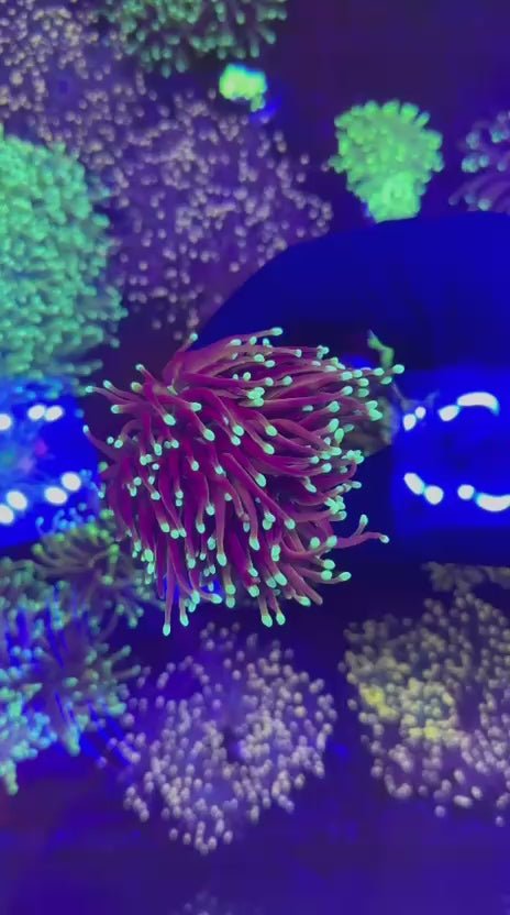 Indo Gold torch (Euphyllia glabrescens)
