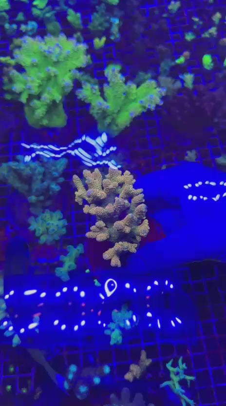Acropora millepora colony orange sunset