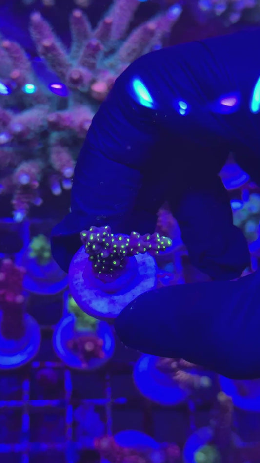 Blueberry tricolor Frag (Acropora valida)