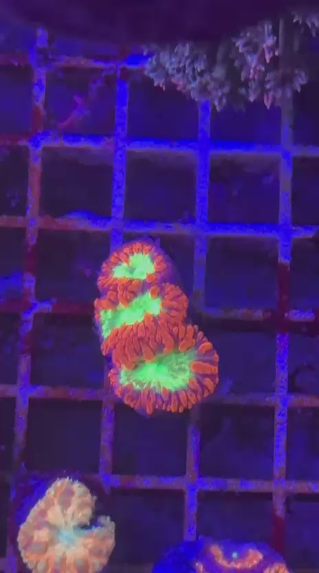 Red and green blasto (Blastomussa wellsi)