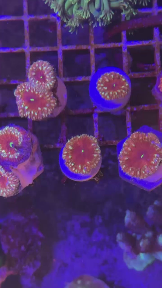 Ultra red blasto (Blastomussa wellsi)