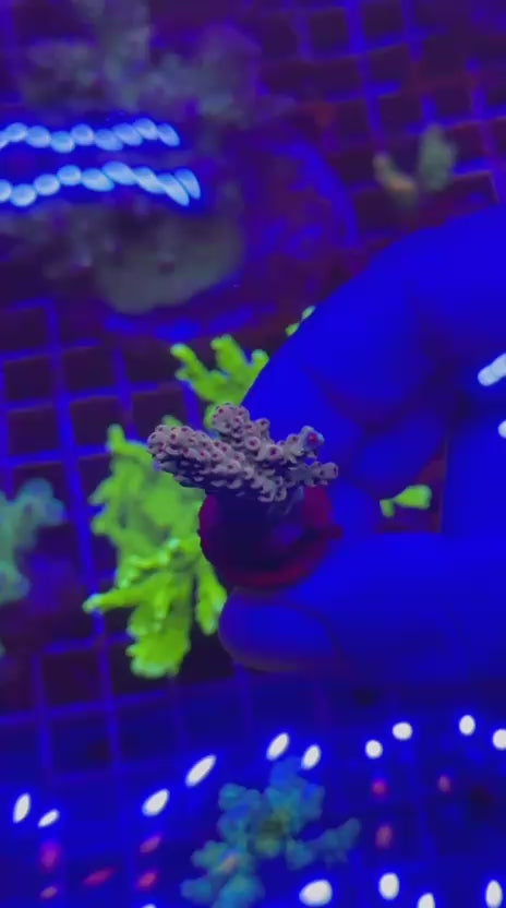 Acropora selago papaya