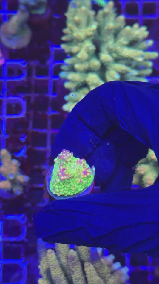 Mango divaricata frag (Acropora divaricata)