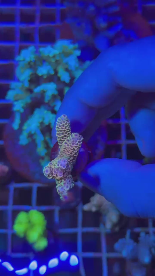 Heaven & Hell milly ( Acropora millepora )