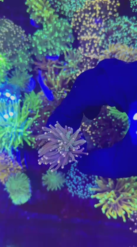 Multicolor tips torch (Euphyllia glabrescens)