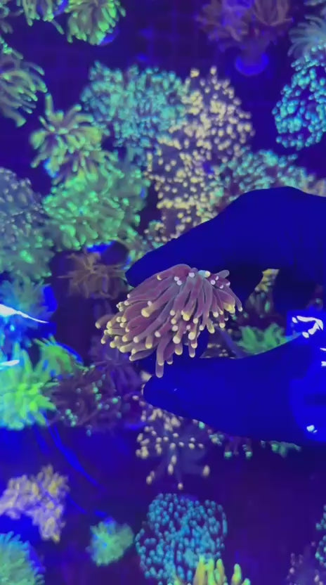 Multicolor tips torch (Euphyllia glabrescens)