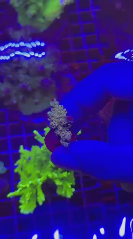 Acropora selago papaya