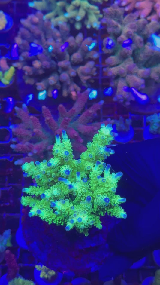 Ultra blue tips acro (Acropora sp.)