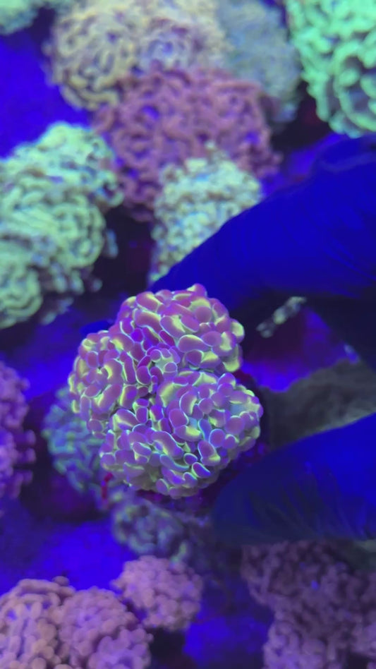 Rare ultra hologram hammer ( Euphyllia paraancora )