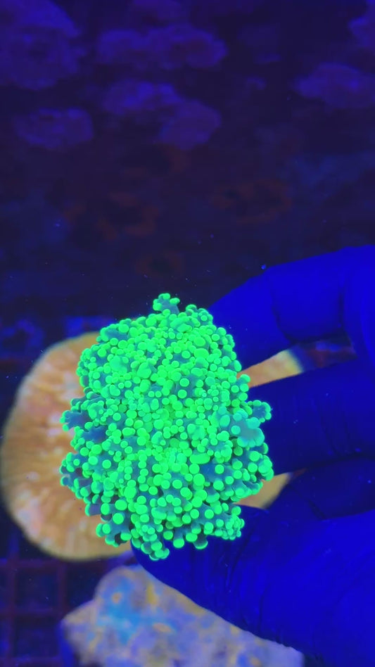 Gold frogspawn ( Euphyllia paradivisa )