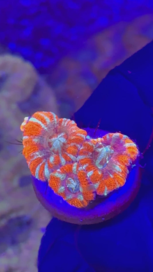 Ultra peppermint Acans (Acanthastrea lordhowensis)
