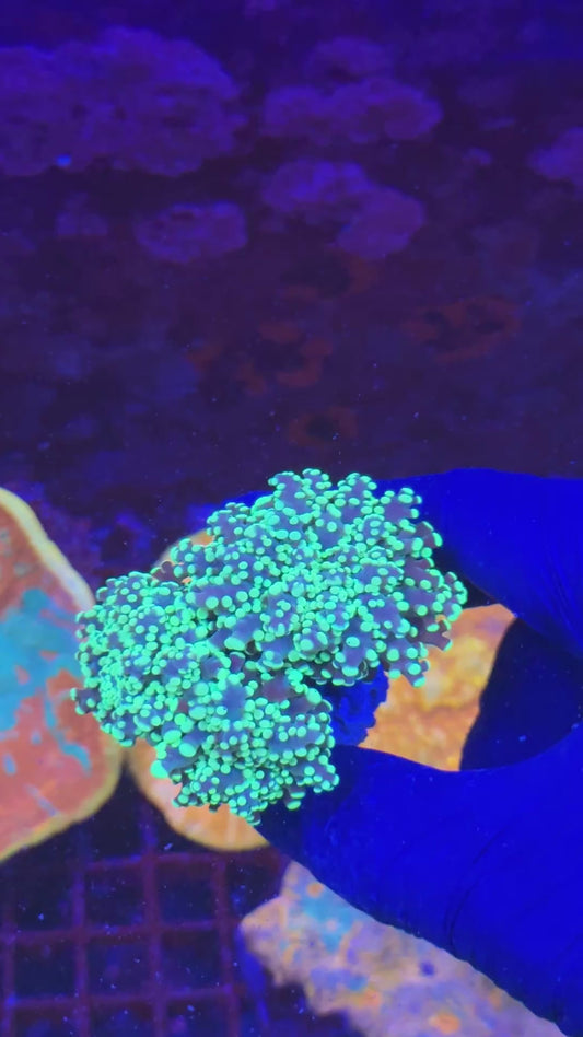 Yellow frogspawn ( Euphyllia paradivisa )