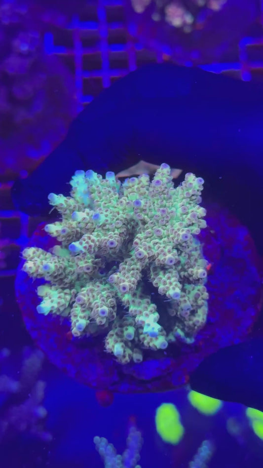 Rainbow Microclados (Acropora microclados)