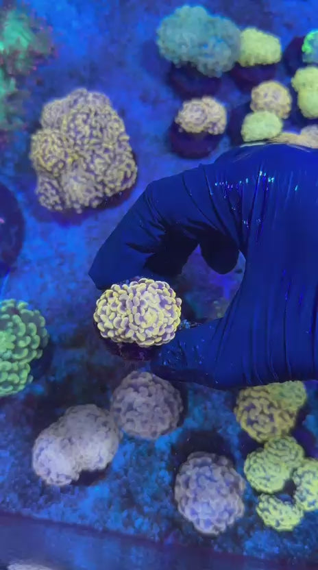 Orange hammer (Euphyllia paraancora)