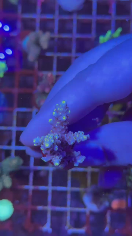 Peach tree tenuis ( Acropora bifaria )
