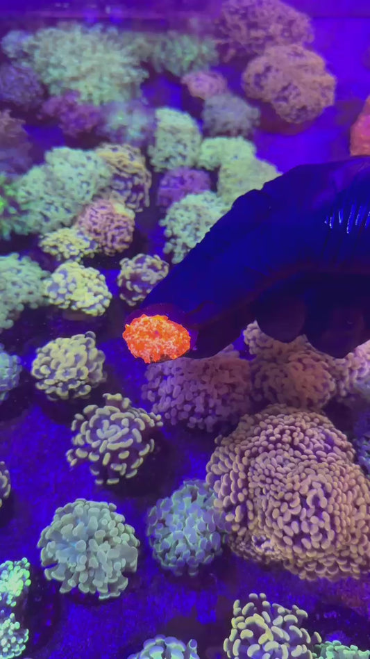 Fairy Devil Jawbreaker (Discosoma sp.)