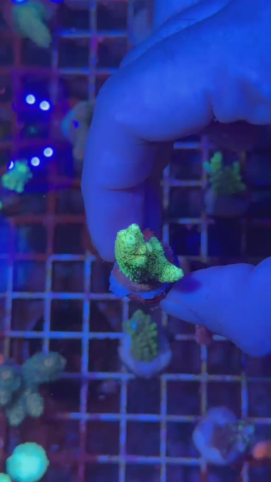 Sunset milly ( Acropora millepora )