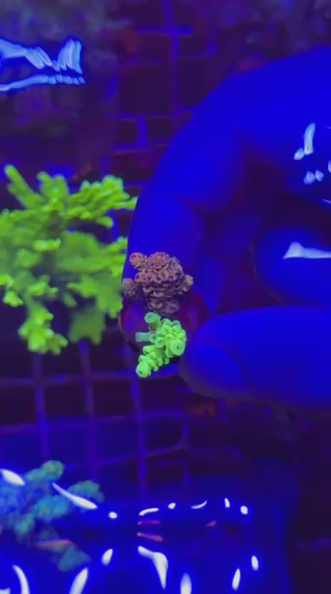Combo Acropora hyacinthus orange & tenuis Hulk rage