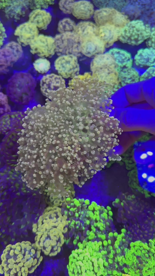 Orange & Green Frogspawn ( Euphyllia divisa )