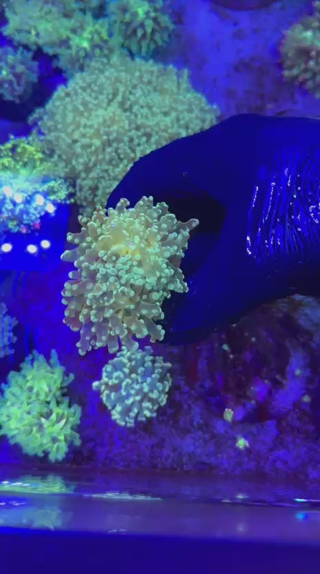 Galaxy para (Euphyllia paradivisa)