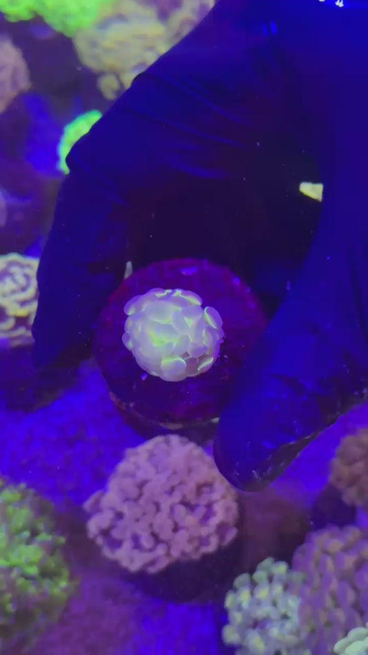 Hologram para 1h (Euphyllia paraancora)