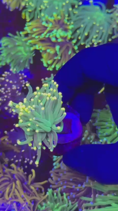 Orange Tips Torch (Euphyllia glabrescens)