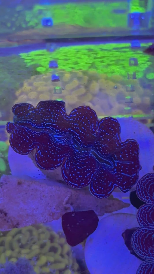 Tridacna crocea Super Blue