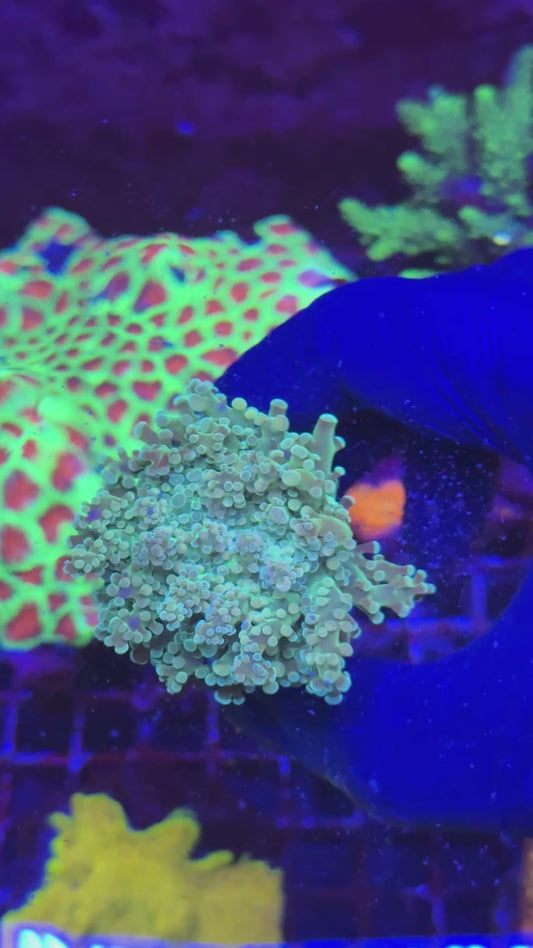 Multitips frogspawn ( Euphyllia paradivisa )