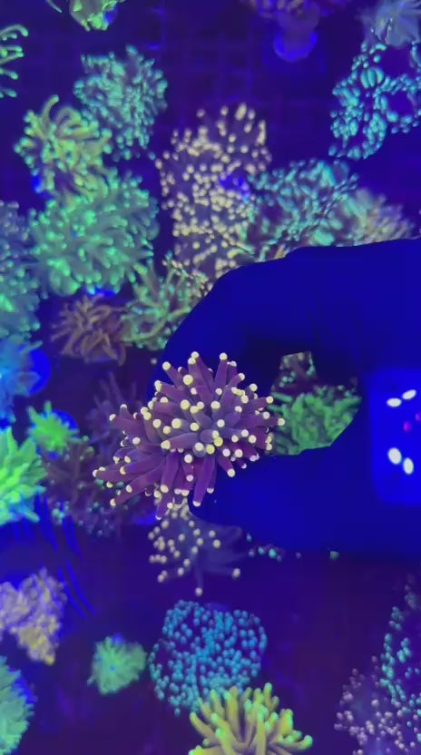 Joker torch (Euphyllia glabrescens)
