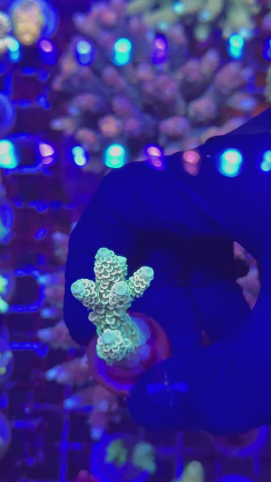 Ultra tenuis Frag (Acropora tenuis)