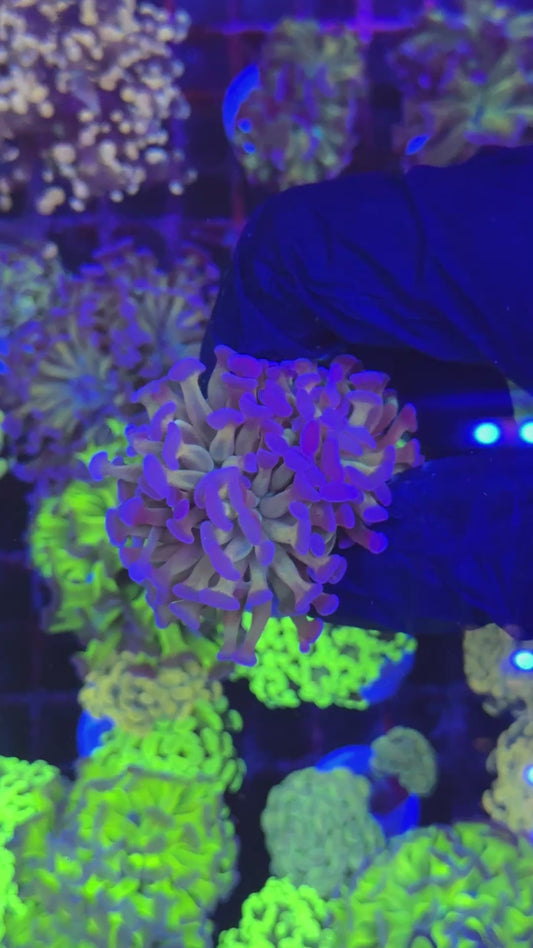Orange reverse hammer (Euphyllia paraancora)
