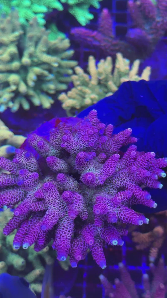 CG Purple haze Milly colony (Acropora millepora)