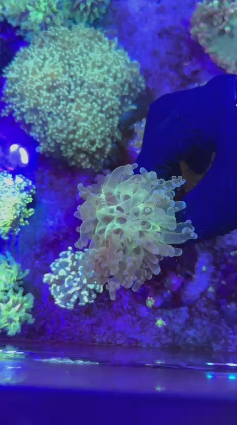 Ghost para (Euphyllia paradivisa)
