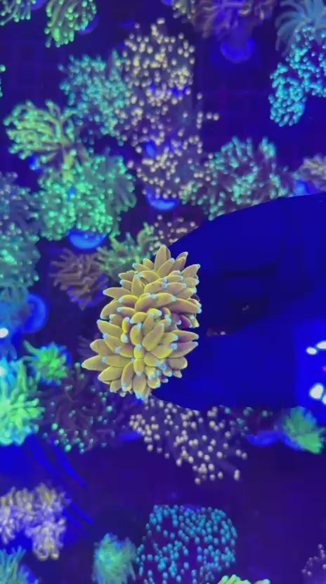 Yellow Banana torch (Euphyllia glabrescens)