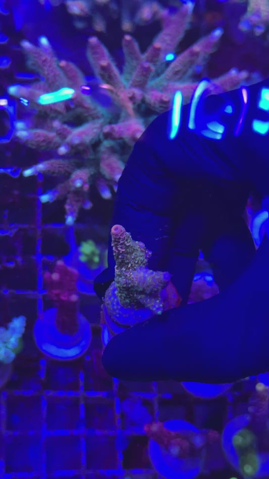 Purple haze milly Frag (Acropora millepora)