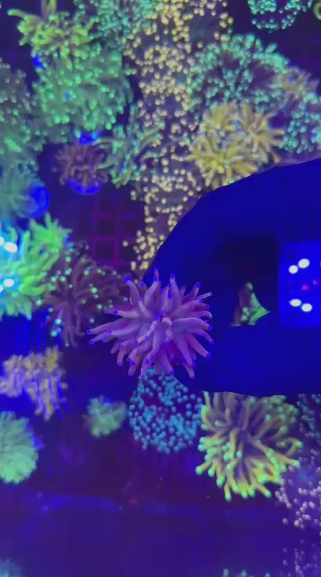 NY knicks torch (Euphyllia glabrescens)