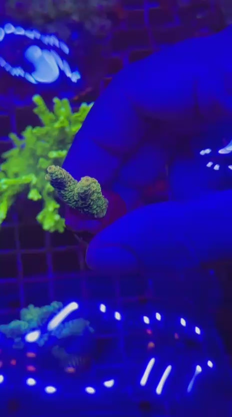 Acropora millepora sunset