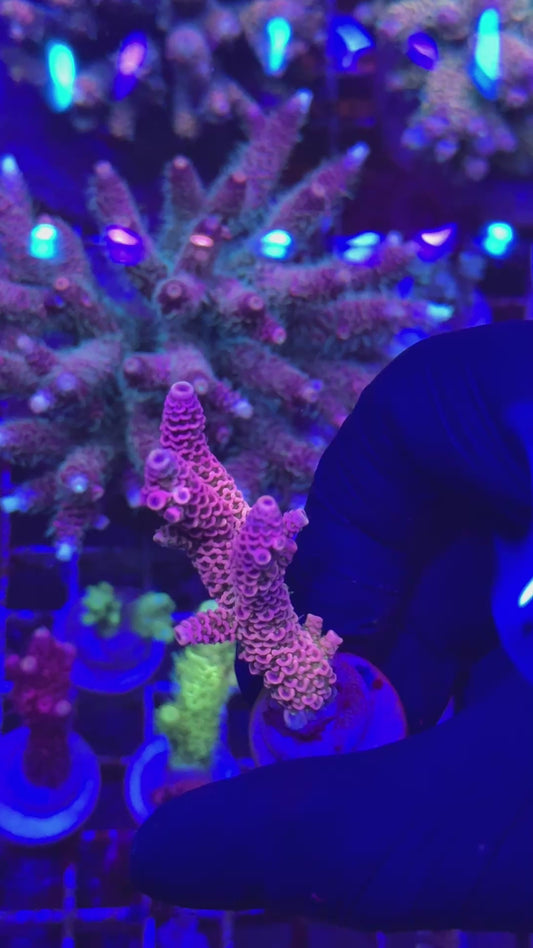 Ultra pink milly Frag (Acropora millepora)