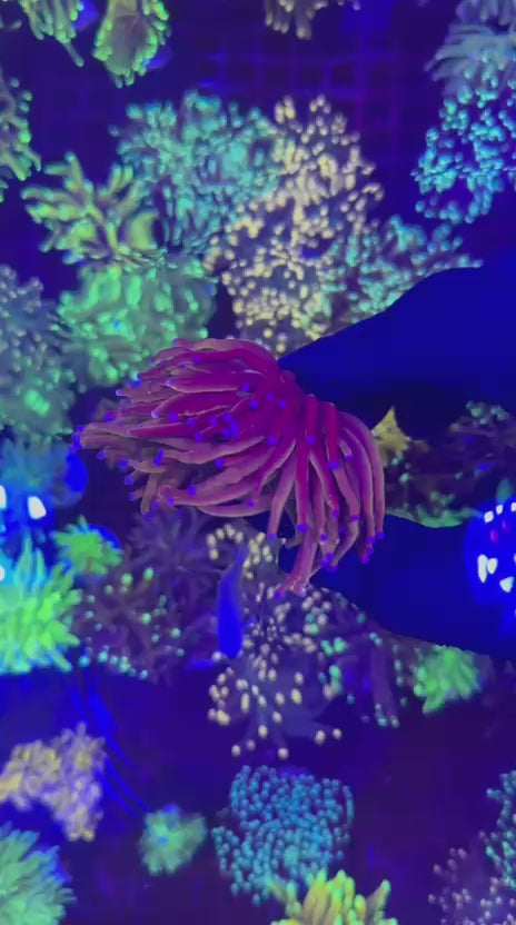 NY knicks torch (Euphyllia glabrescens)